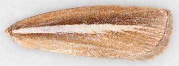 Attēlu rezultāti vaicājumam “Agriphila selasella”