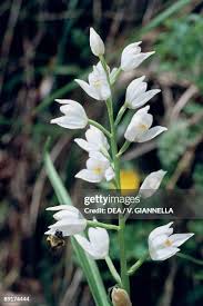 Attēlu rezultāti vaicājumam “Cephalanthera longifolia”