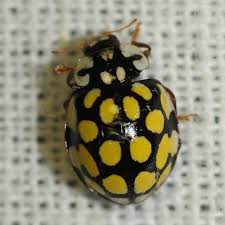 Attēlu rezultāti vaicājumam “Sospita vigintiguttata”