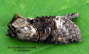 Attēlu rezultāti vaicājumam “Abrostola tripartita”