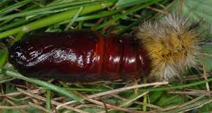 Attēlu rezultāti vaicājumam “Rhyparia purpurata”