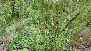 Attēlu rezultāti vaicājumam “Linum catharticum flower”