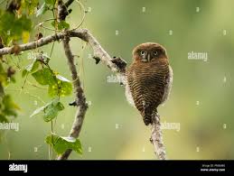 Attēlu rezultāti vaicājumam “Diderma radiatum young”