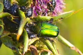 Attēlu rezultāti vaicājumam “Potosia cuprea”