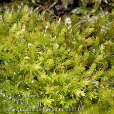 Attēlu rezultāti vaicājumam “Aulacomnium androgynum”