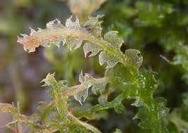 Attēlu rezultāti vaicājumam “Cephalozia lunulifolia”