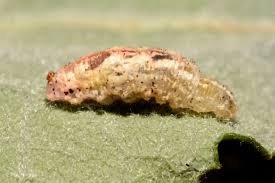 Attēlu rezultāti vaicājumam “Syrphus sp.”