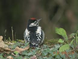 Attēlu rezultāti vaicājumam “Dendrocopos major juvenile”