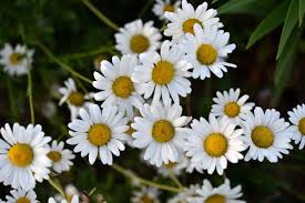 Image result for Matricaria recutita (chamomilla)