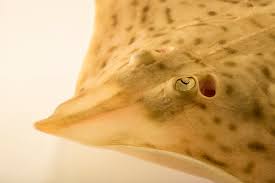 Image result for Rostroraja eglanteria