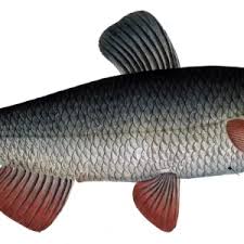 Image result for Chondrostoma nasus