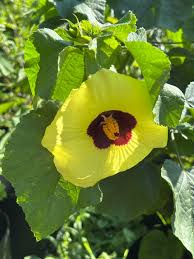 Attēlu rezultāti vaicājumam “Malvaceae”