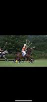 Image result for Taunton Vale Polo Club