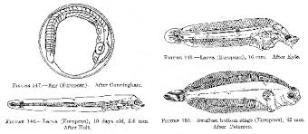 Image result for Glyptocephalus cynoglossus