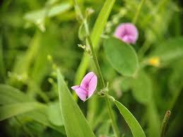 Attēlu rezultāti vaicājumam “Holcus lanatus  flower”