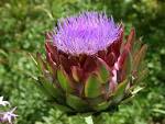 u de '<b>cynara</b> scolymus',
