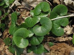 Attēlu rezultāti vaicājumam “Asarum europaeum”