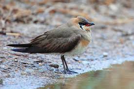 Image result for Glareola maldivarum