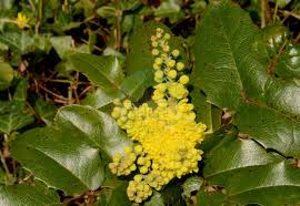 Attēlu rezultāti vaicājumam “Berberidaceae”