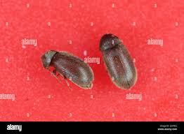 Attēlu rezultāti vaicājumam “Anobiidae”