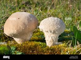 Attēlu rezultāti vaicājumam “Calvatia excipuliformis”
