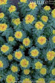 Attēlu rezultāti vaicājumam “Rhodiola rosea flower”