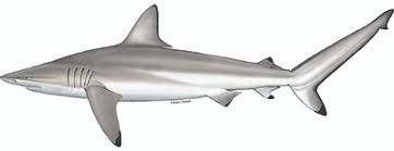 Image result for Carcharhinus brevipinna