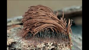 Attēlu rezultāti vaicājumam “Stemonitis splendens macro”