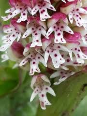 Attēlu rezultāti vaicājumam “Orchis ustulata flower”