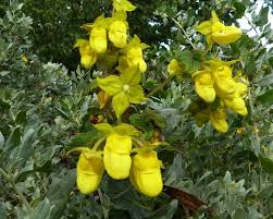 Image result for Calceolaria