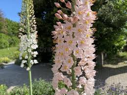 Image result for Steppenkerze