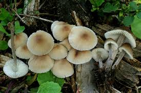 Attēlu rezultāti vaicājumam “Mycena zephirus”