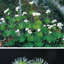 Image result for Galium odoratum