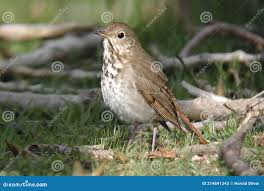 Image result for Catharus guttatus