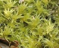 Attēlu rezultāti vaicājumam “Racomitrium heterostichum”