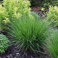 Attēlu rezultāti vaicājumam “Molinia caerulea flower”