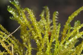 Attēlu rezultāti vaicājumam “Drepanocladus aduncus”