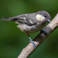 Attēlu rezultāti vaicājumam “Periparus ater adult”