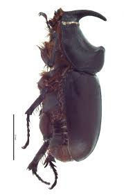 Attēlu rezultāti vaicājumam “Oryctes nasicornis male”