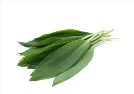 Attēlu rezultāti vaicājumam “Allium ursinum leaf”