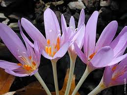 Attēlu rezultāti vaicājumam “Colchicum luteum”