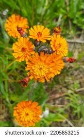 Attēlu rezultāti vaicājumam “Pilosella aurantiaca flower”