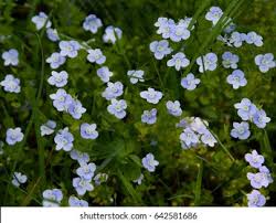 Attēlu rezultāti vaicājumam “Veronica beccabunga flower”