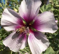 Image result for Malva moschata alba
