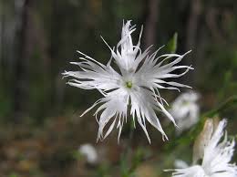 Attēlu rezultāti vaicājumam “Dianthus arenarius”