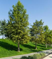 Attēlu rezultāti vaicājumam “Taxodium distichum”