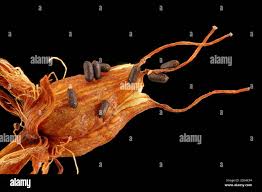 Attēlu rezultāti vaicājumam “Hypericum perforatum fruit”