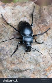 Attēlu rezultāti vaicājumam “Carabus glabratus”