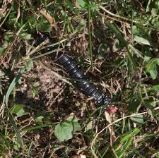 Attēlu rezultāti vaicājumam “Hyles gallii larva”