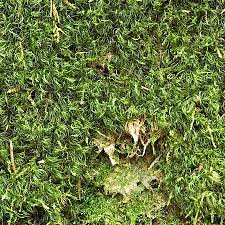 Attēlu rezultāti vaicājumam “Paraleucobryum longifolium”